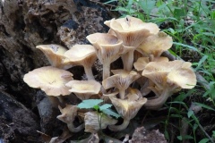 Plants-Fungi_Saunders_Judy_Cheers-to-Mushrooms