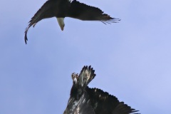Raptors_Gribbin_John_Eagles-Fighting
