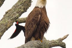 Raptors_Lin_Robert-_Red-winged-Blackbird-vs-Bald-Eagle
