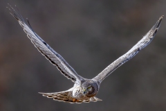 Raptors_Tung_Mitchell_GSNWR-Male-Raptor-of-the-Year-Pose