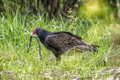 Raptors_Weiner_Steven_Turkey-Vulture-Capturing-A-Live-Ribbon-Snake