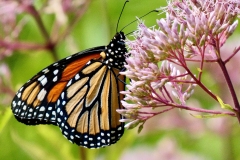 P1300867-Monarch's Lunch