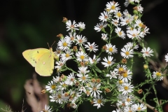 pollinators-insects-and-spiders_Kelsey-_Karen_Golden-Moment-Among-the-Asters