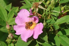 pollinators-insects-and-spiders_Okamura_Atsuhito_As-busy-as-a-bee