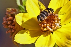 pollinators-insects-and-spiders_Shulman_Edward_Bee-on-A-Flower