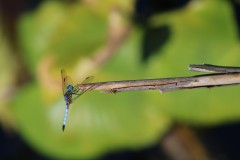 youth-photographers-16-or-younger-any-category_Hendrickson_Brayden_Not-a-Butterfly