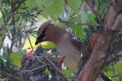 youth-photographers-16-or-younger-any-category_Scott_Colin_Lunchtime