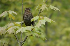 youth-photographers-16-or-younger-any-category_anand_Vikrant_Red-Wing-Blackbird_Vikrant