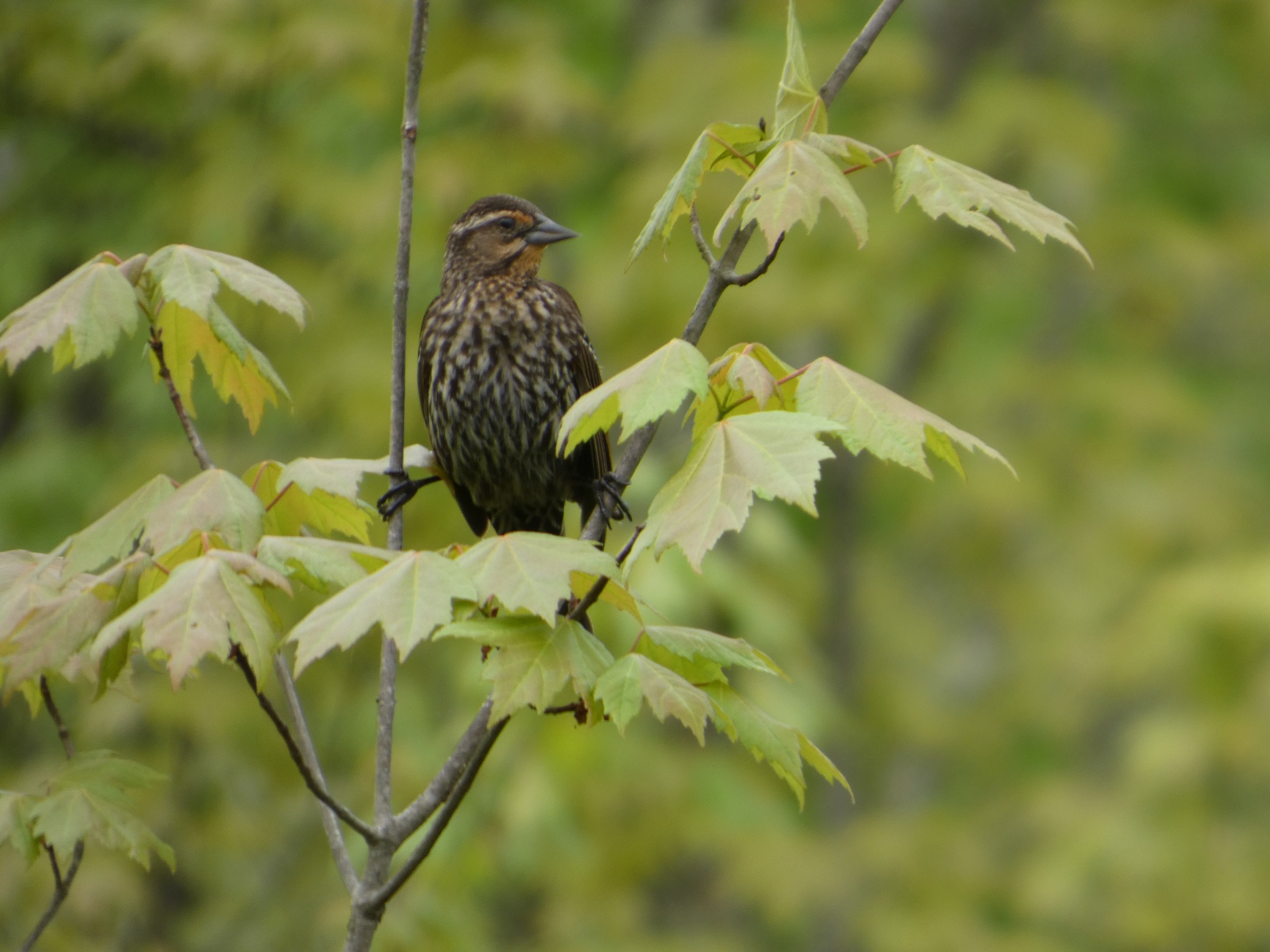 youth-photographers-16-or-younger-any-category_anand_Vikrant_Red-Wing-Blackbird_Vikrant
