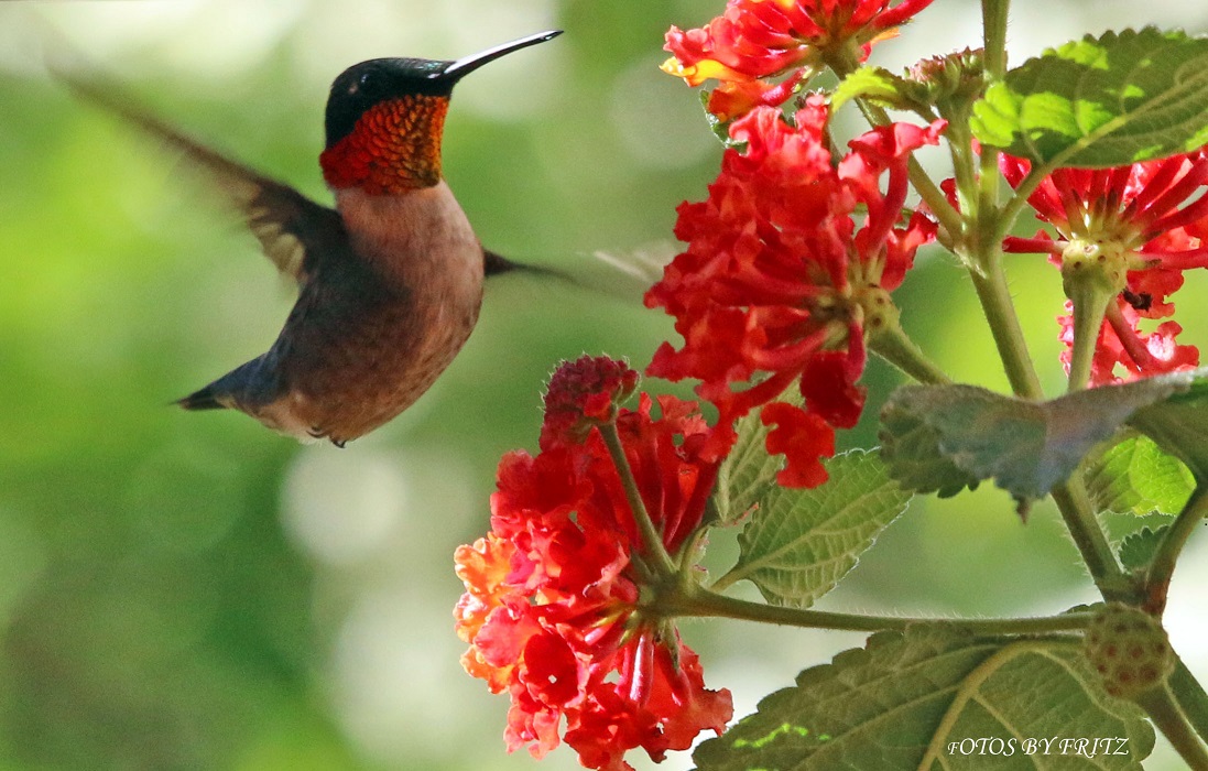 Ruby-throated Hummingbirds – Friends of Great Swamp