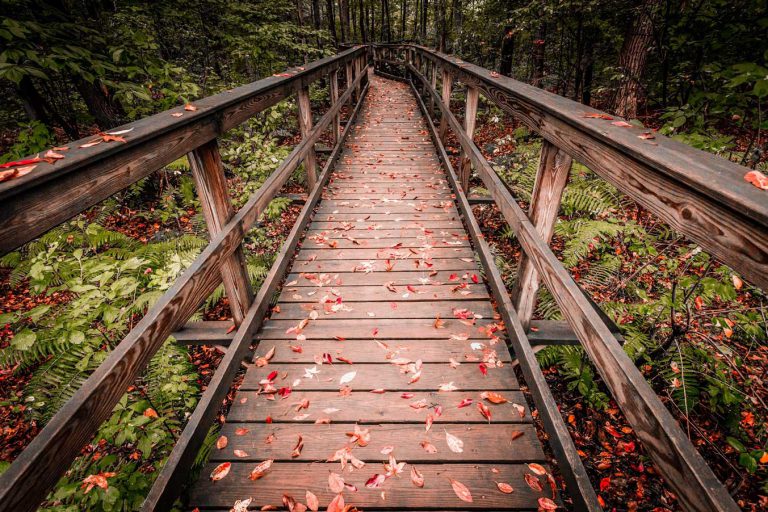 Boardwalk at the Wildlife Observation Center. Photo by Kurtis Chiappone
