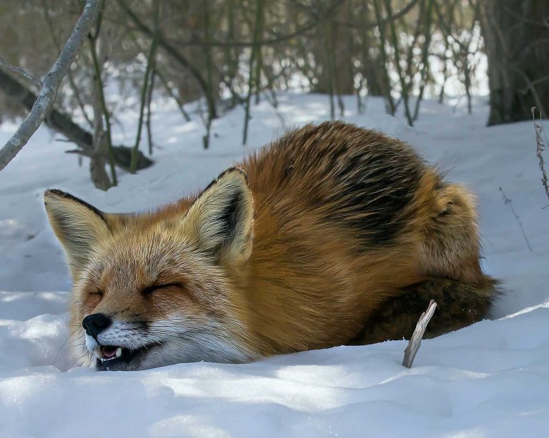 Fox. Photo by Jim Duffy