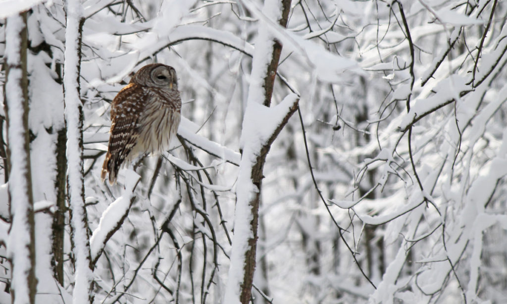 Owl in snow