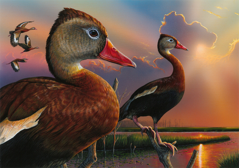 2020 Duck Stamp Artwork