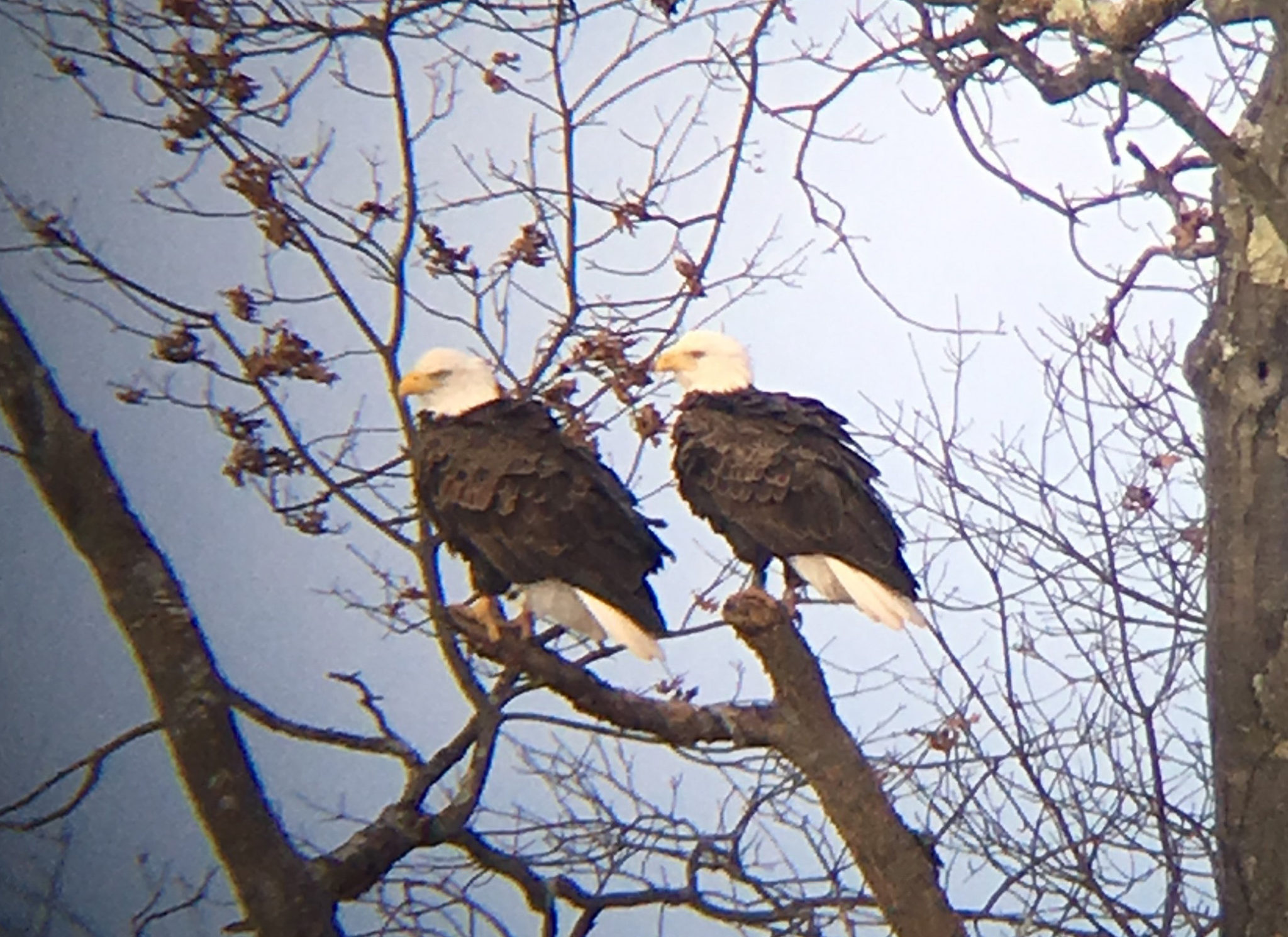 Bald Eagle Nesting Time Is Soon Friends Of Great Swamp 4744