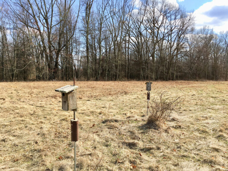 Paired Bluebird Boxes