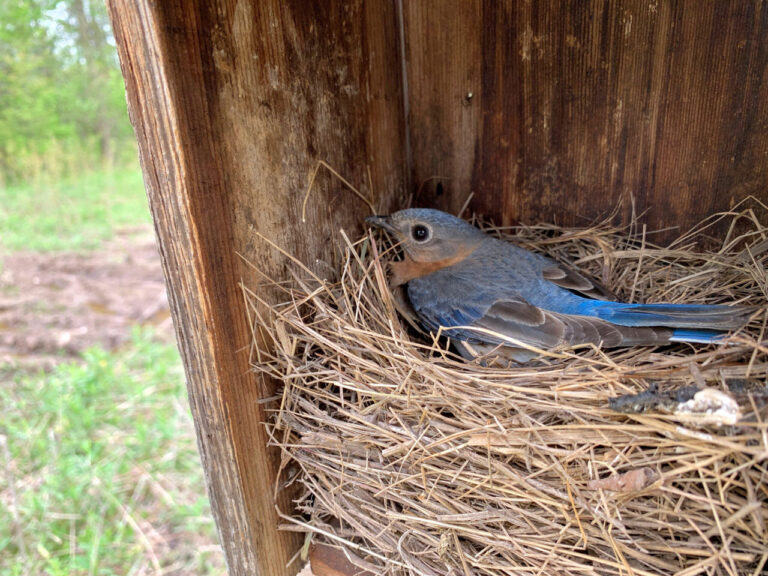 Female bluebird incubating eggs