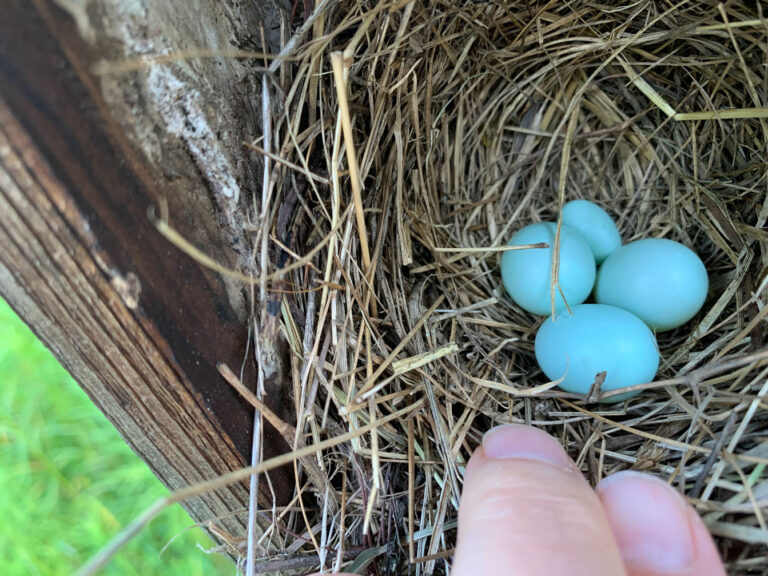 Eastern bluebird eggs