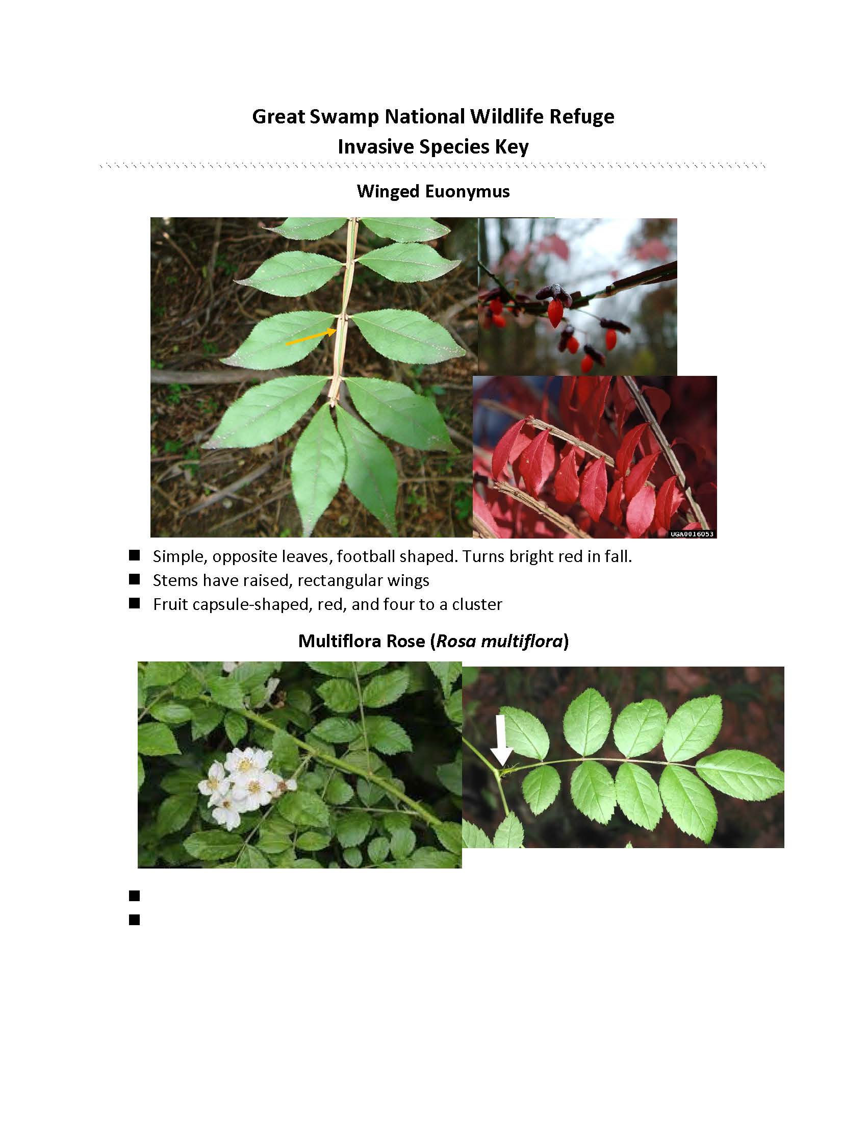 Invasive Plant Identification – Friends of Great Swamp